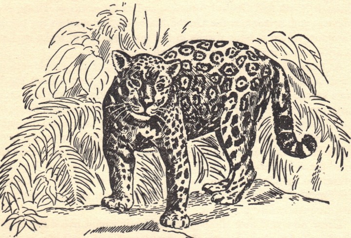 Jaguar