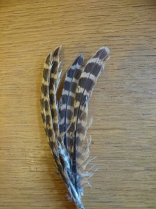 Feathers 1April16